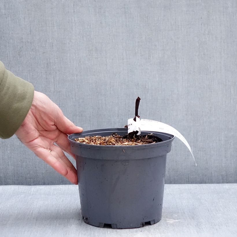 Spécimen de Begonia Torsa Pot de 3L/4L tel que livré en hiver