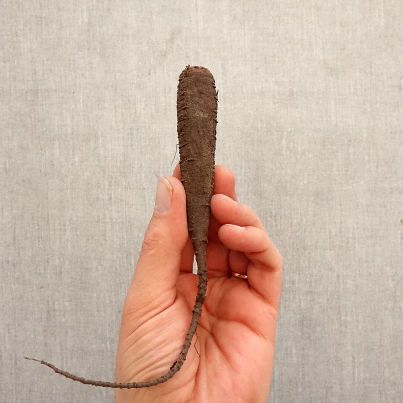 Spécimen de Belle de nuit - Mirabilis jalapa en mélange Bulbe calibre I tel que livré au printemps