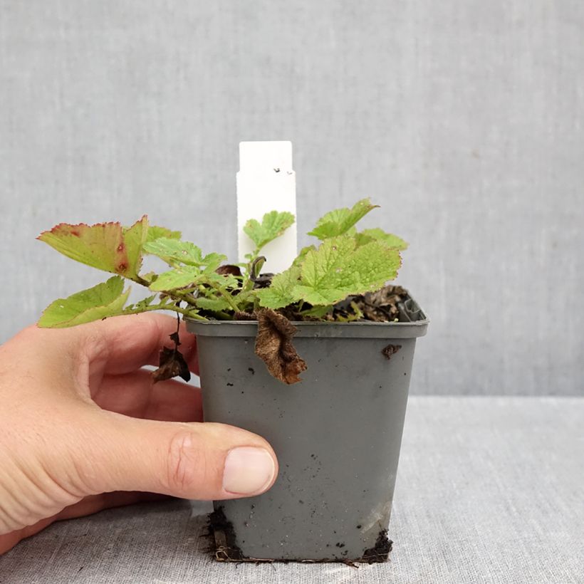 Spécimen de Benoîte Dolly North Godet de 8/9 cm tel que livré en automne