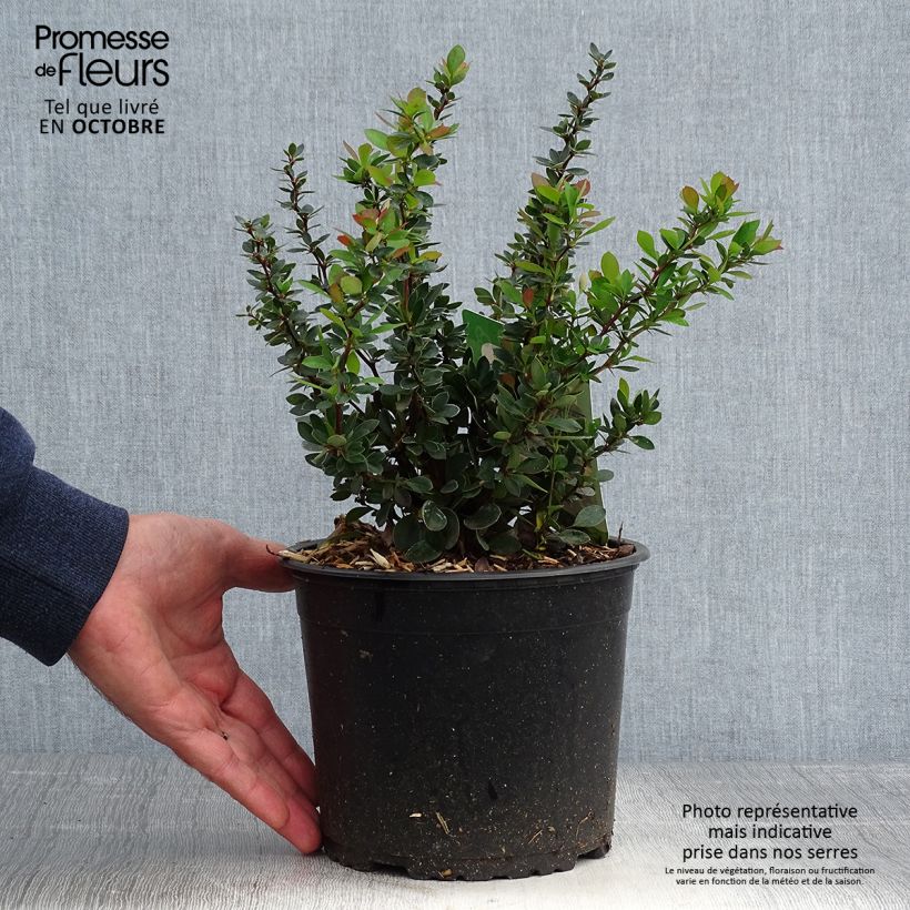 Spécimen de Berberis buxifolia Nana - Epine-vinette à feuilles de buis Pot de 3L/4L tel que livré en automne