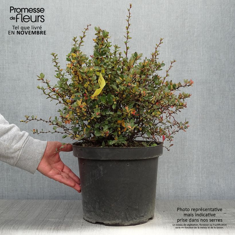 Spécimen de Berberis buxifolia Nana - Epine-vinette à feuilles de buis Pot de 7,5L/10L tel que livré en automne