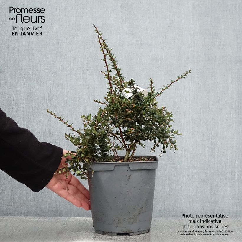Spécimen de Berberis darwinii Compacta - Épine-vinette Pot de 3L/4L tel que livré en hiver
