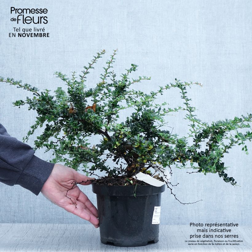 Spécimen de Berberis darwinii Compacta - Épine-vinette Pot de 2L/3L tel que livré en automne