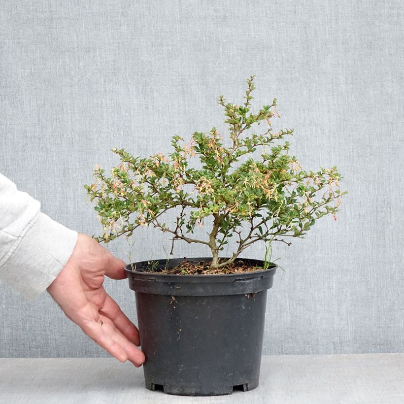 Spécimen de Berberis darwinii Compacta - Épine-vinette Pot de 2L/3L tel que livré au printemps