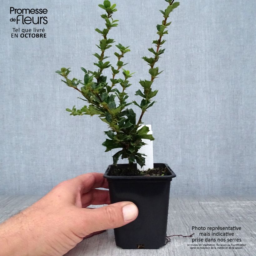 Spécimen de Berberis darwinii - Epine-vinette de Darwin Godet de 8/9 cm tel que livré en automne