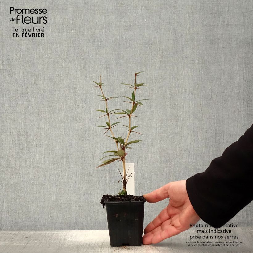 Spécimen de Berberis julianae - Epine-vinette de Saint Julien Godet de 8/9 cm tel que livré en hiver