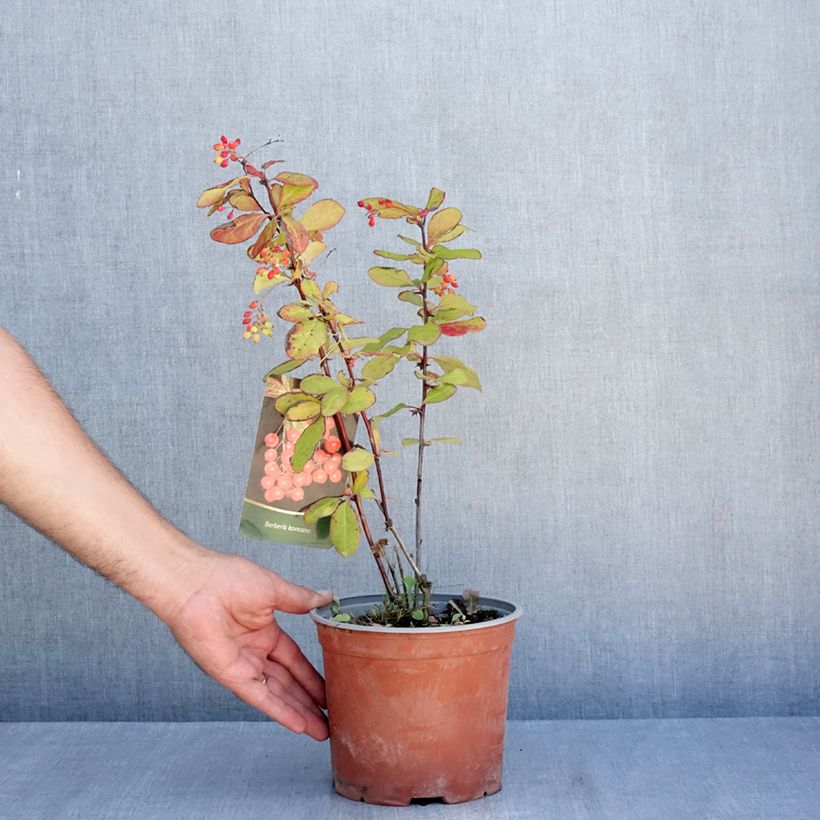 Spécimen de Berberis koreana - Epine-vinette de Corée Pot de 3L/4L tel que livré en été