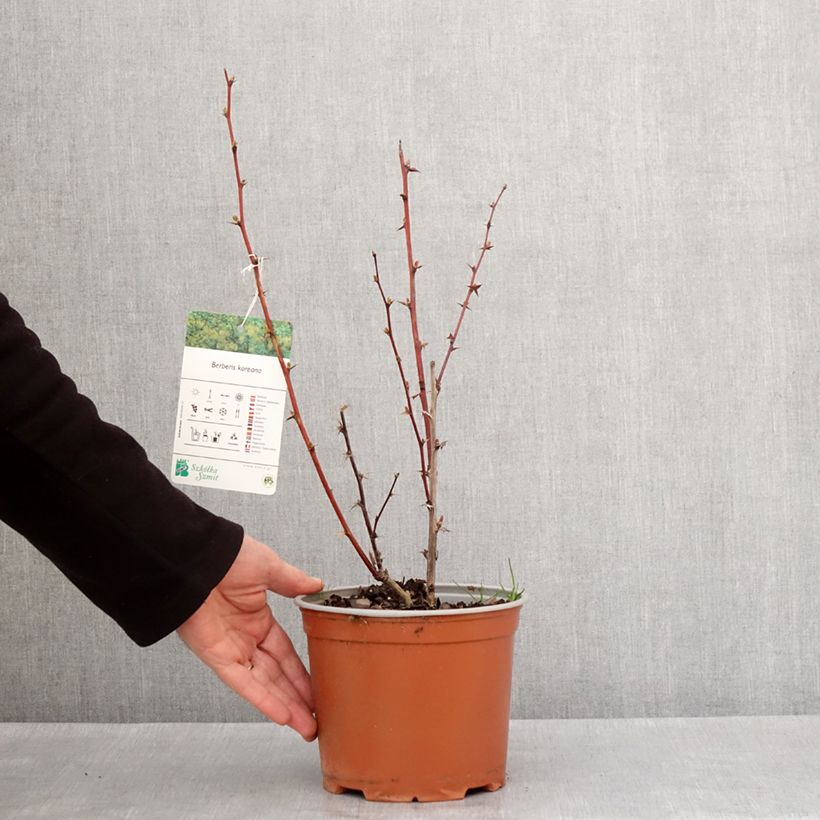 Spécimen de Berberis koreana - Epine-vinette de Corée Pot de 3L/4L tel que livré en hiver