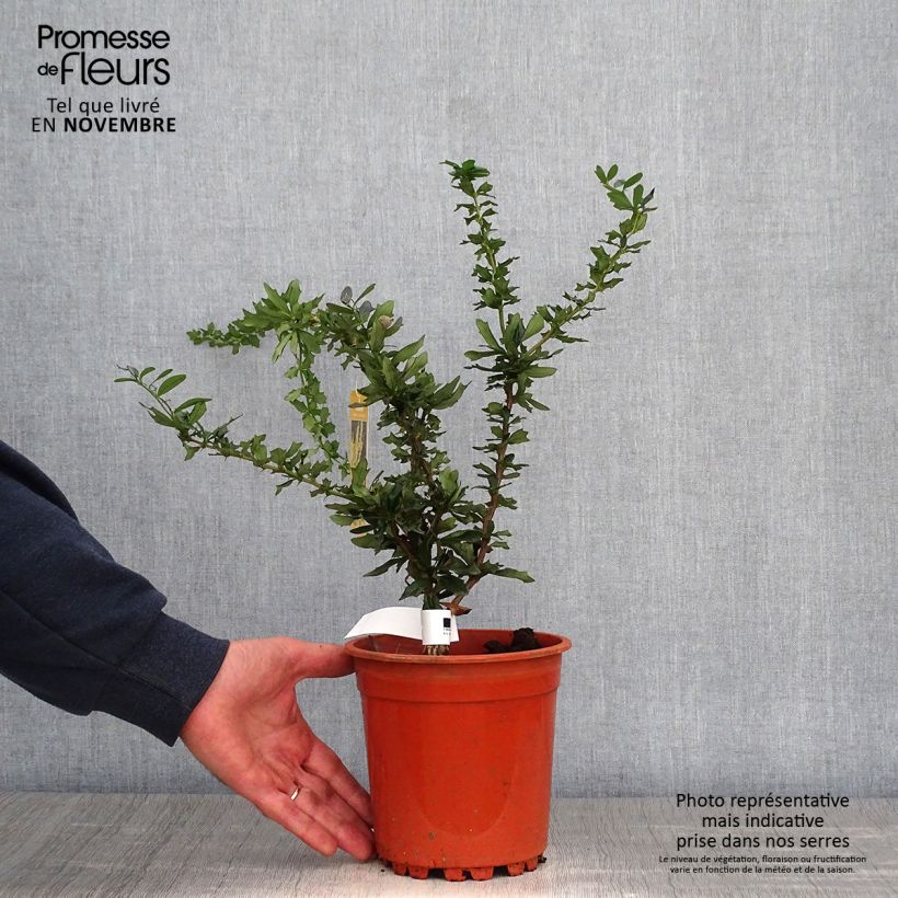 Spécimen de Berberis lologensis Apricot Queen - Epine-vinette. Pot de 2L/3L tel que livré en automne