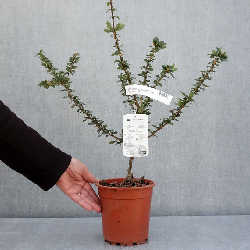 Spécimen de Berberis lologensis Apricot Queen - Epine-vinette. Pot de 2L/3L tel que livré au printemps