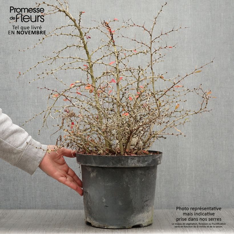 Spécimen de Berberis media Dual Jewel – Epine vinette Pot de 7,5L/10L tel que livré en automne