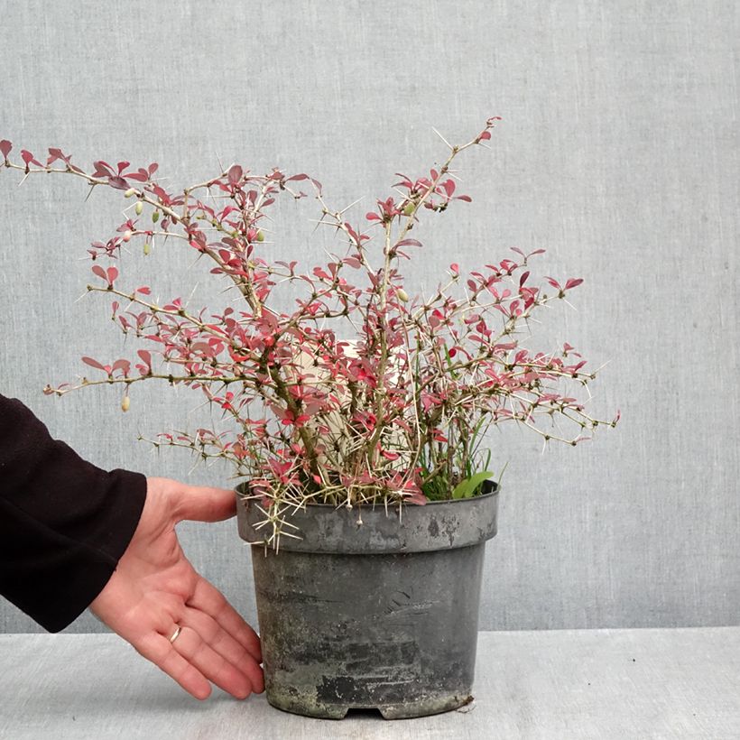 Spécimen de Berberis media Red Jewel - Epine-vinette Pot de 3L/4L tel que livré en automne