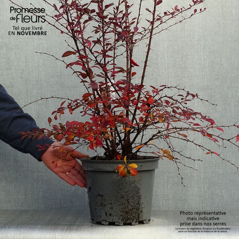 Spécimen de Berberis ottawensis Auricoma - Epine-vinette. Pot de 7,5L/10L tel que livré en automne