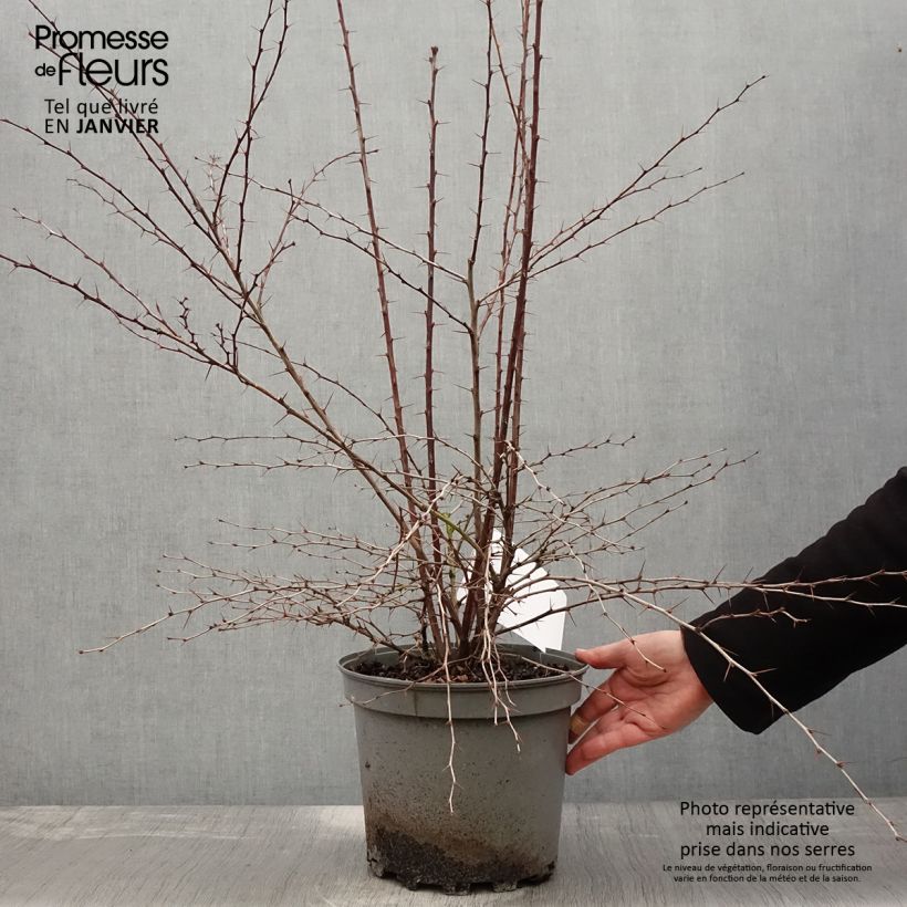 Spécimen de Berberis ottawensis Auricoma - Epine-vinette. Pot de 7,5L/10L tel que livré en hiver