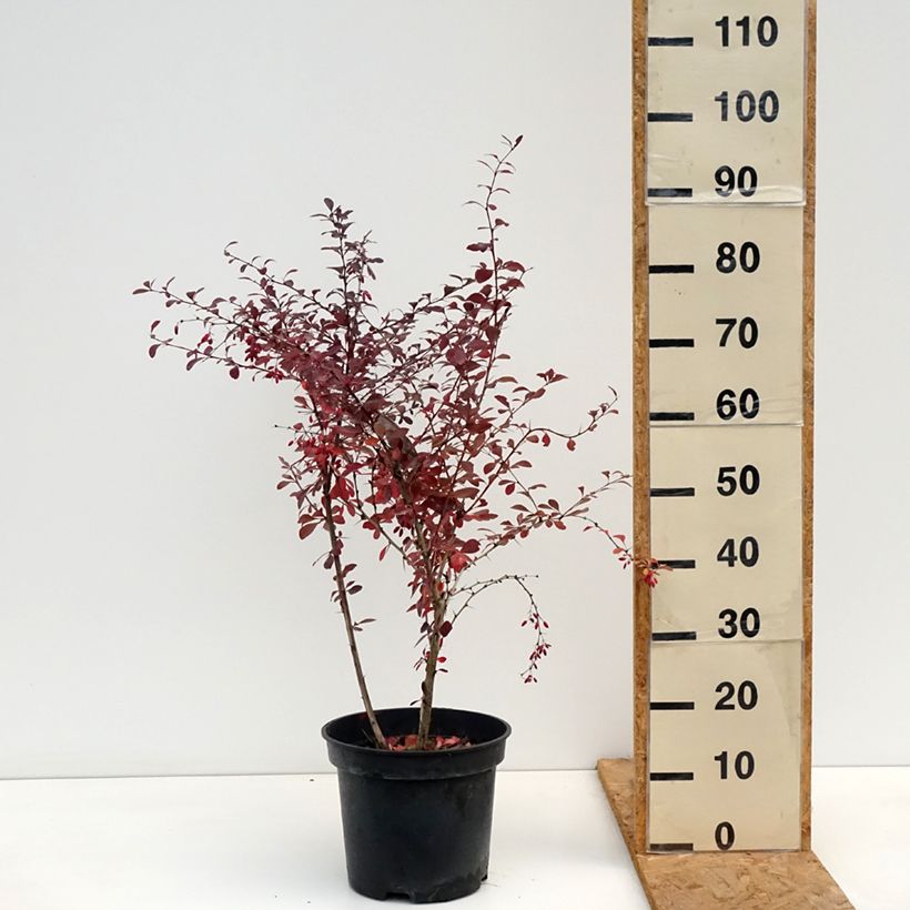 Spécimen de Berberis ottawensis Superba - Epine-vinette Pot de 7,5L/10L tel que livré en automne