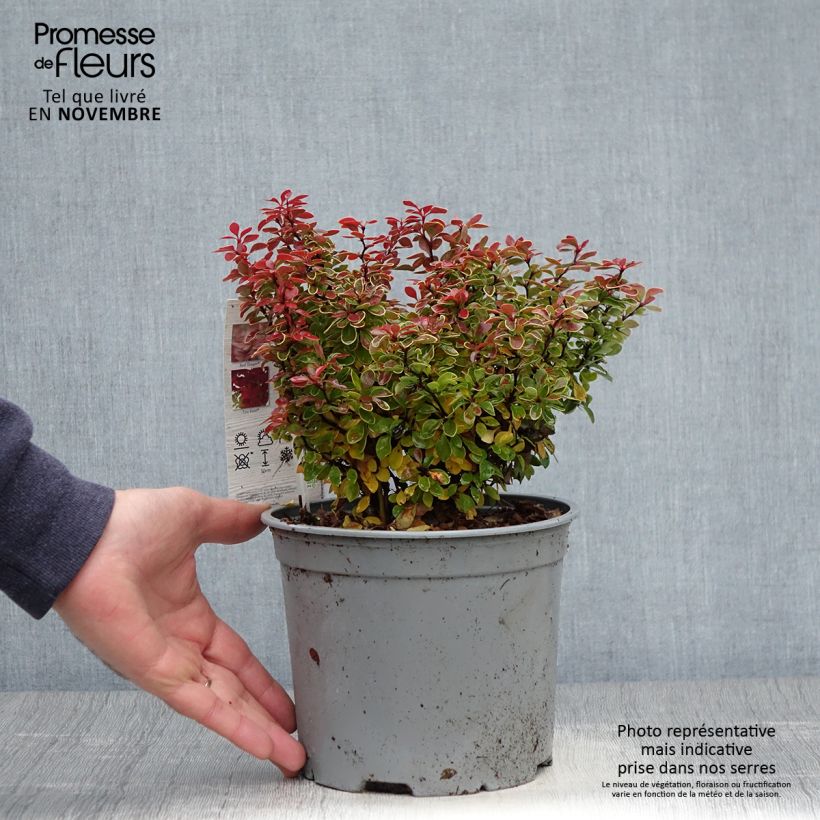 Spécimen de Berberis thunbergii Admiration Pot de 2L/3L tel que livré en automne