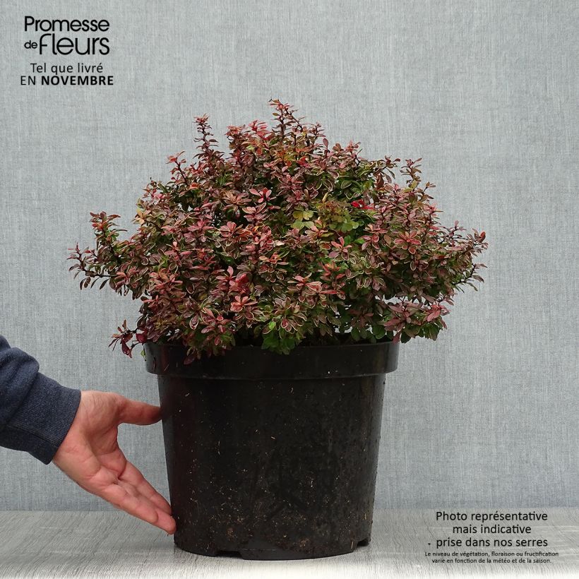 Spécimen de Berberis thunbergii Admiration Pot de 7,5L/10L tel que livré en automne