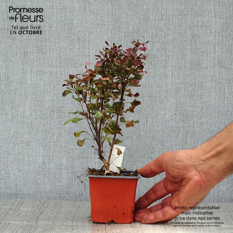 Spécimen de Berberis thunbergii Atropurpurea - Epine-vinette Godet de 8/9 cm tel que livré en automne