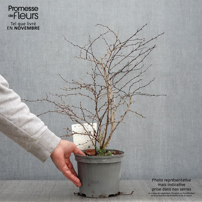 Spécimen de Berberis thunbergii Atropurpurea - Epine-vinette Pot de 2L/3L tel que livré en automne