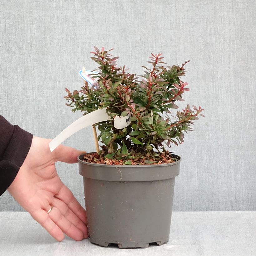 Spécimen de Berberis thunbergii Bagatelle - Epine-vinette Pot de 2L/3L tel que livré en automne
