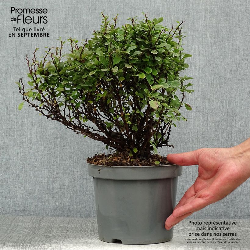 Spécimen de Berberis Thunbergii Bagatelle Pot de 2L/3L tel que livré en été