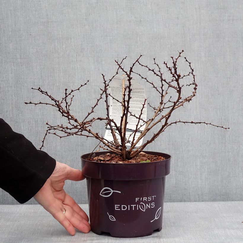 Spécimen de Berberis thunbergii Cabernet - Epine-vinette Pot de 3L/4L tel que livré en hiver