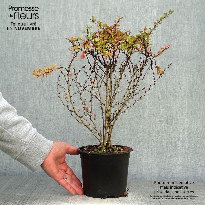 Spécimen de Berberis thunbergii - Epine-vinette de Thunberg  Pot de 2L/3L tel que livré en automne