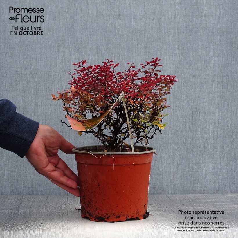 Spécimen de Berberis thunbergii Fireball - Epine-vinette Pot de 2L/3L tel que livré en automne