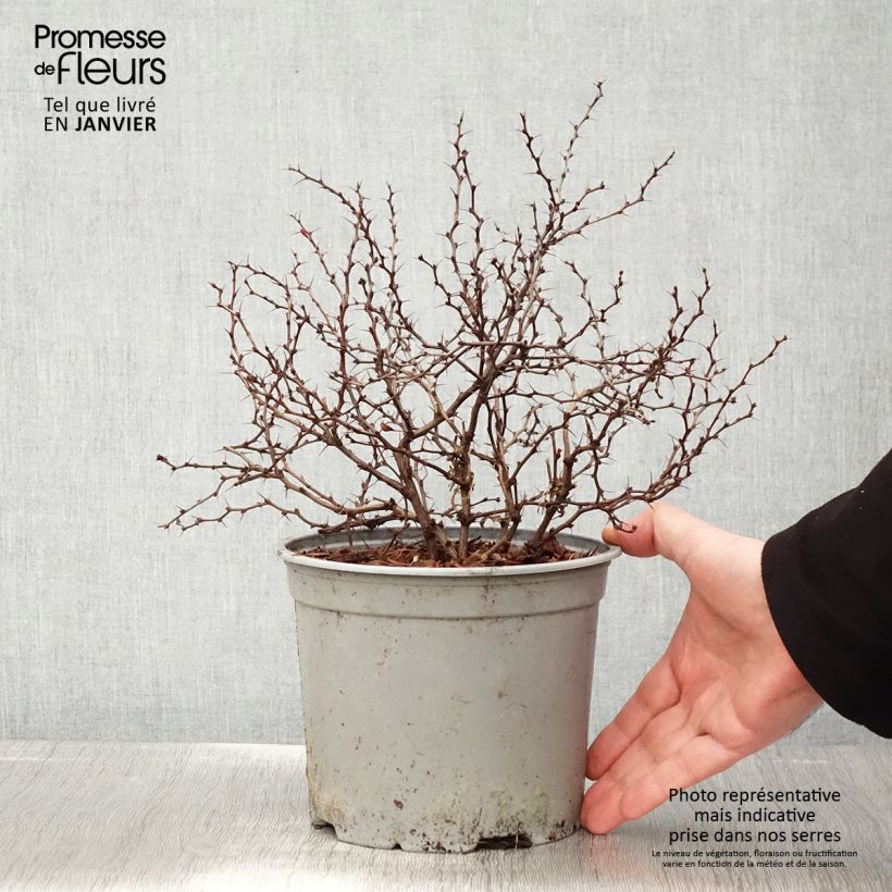 Spécimen de Berberis thunbergii Fireball - Epine-vinette Pot de 2L/3L tel que livré en hiver