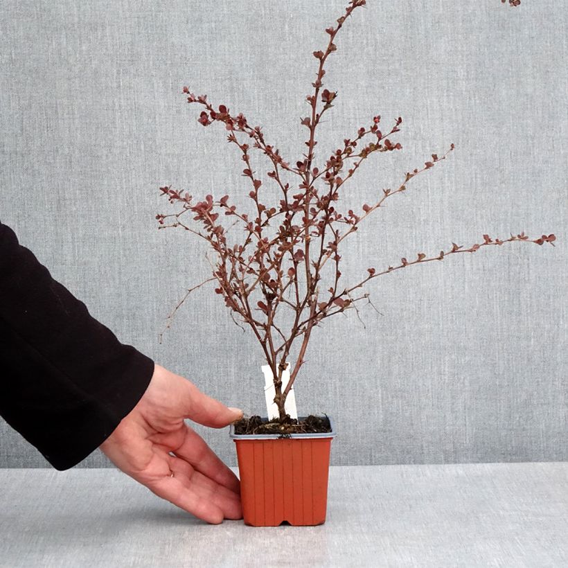 Spécimen de Berberis thunbergii Flamingo - Epine-vinette Godet de 8/9 cm tel que livré au printemps