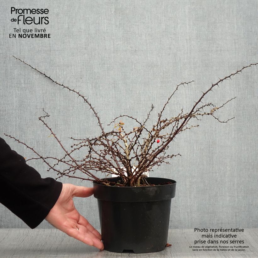 Spécimen de Berberis thunbergii Golden Carpet - Epine-vinette Pot de 3L/4L tel que livré en automne