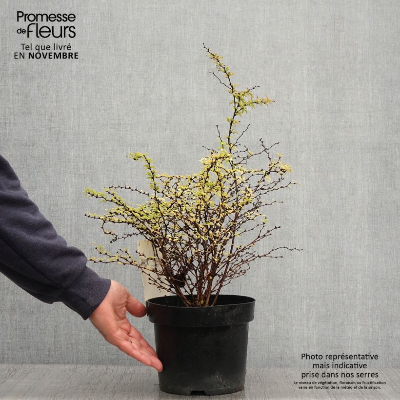 Spécimen de Berberis thunbergii Golden Dream - Épine-vinette Pot de 2L/3L tel que livré en automne