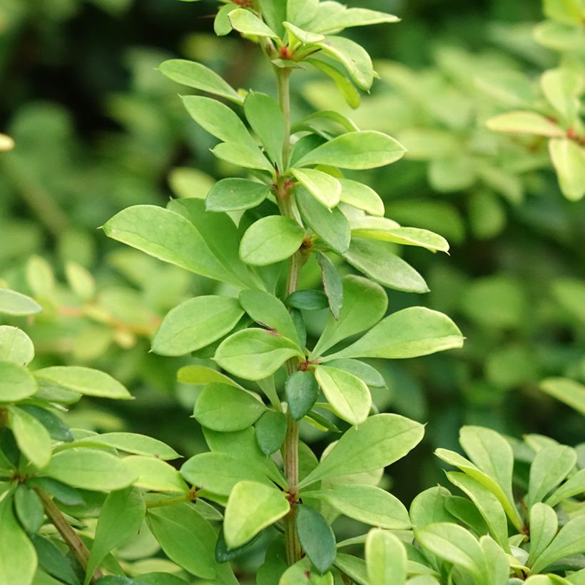 Berberis thunbergii Golden Dream - Épine-vinette (Feuillage)