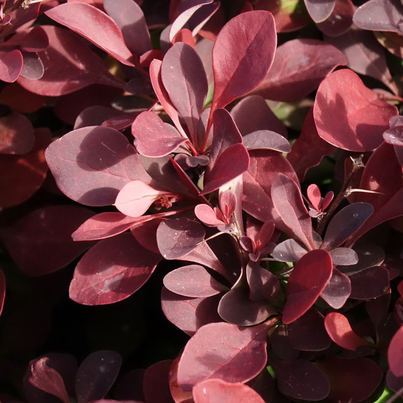 Berberis thunbergii Golden Ring - Epine-vinette (Feuillage)