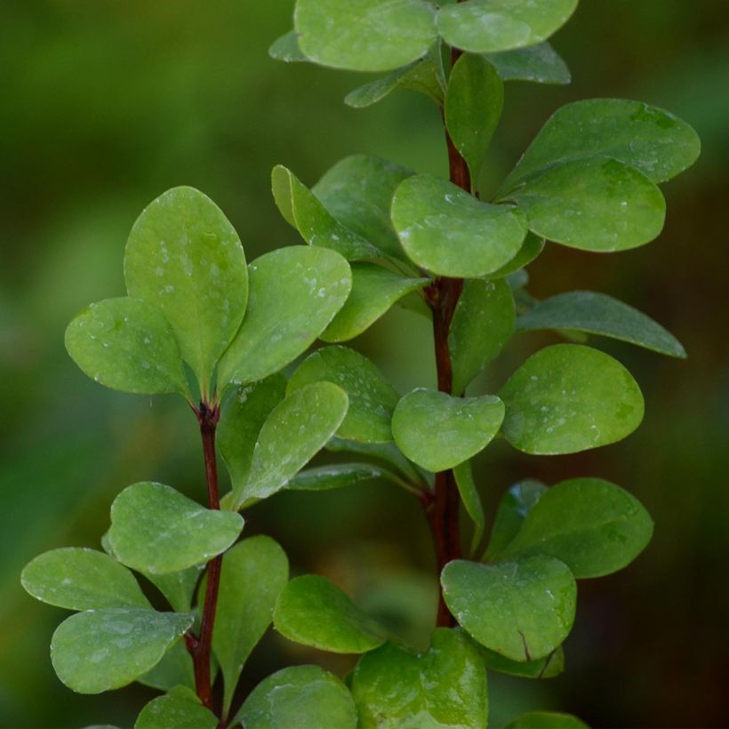 Berberis thunbergii Golden Rocket - Epine-vinette (Feuillage)