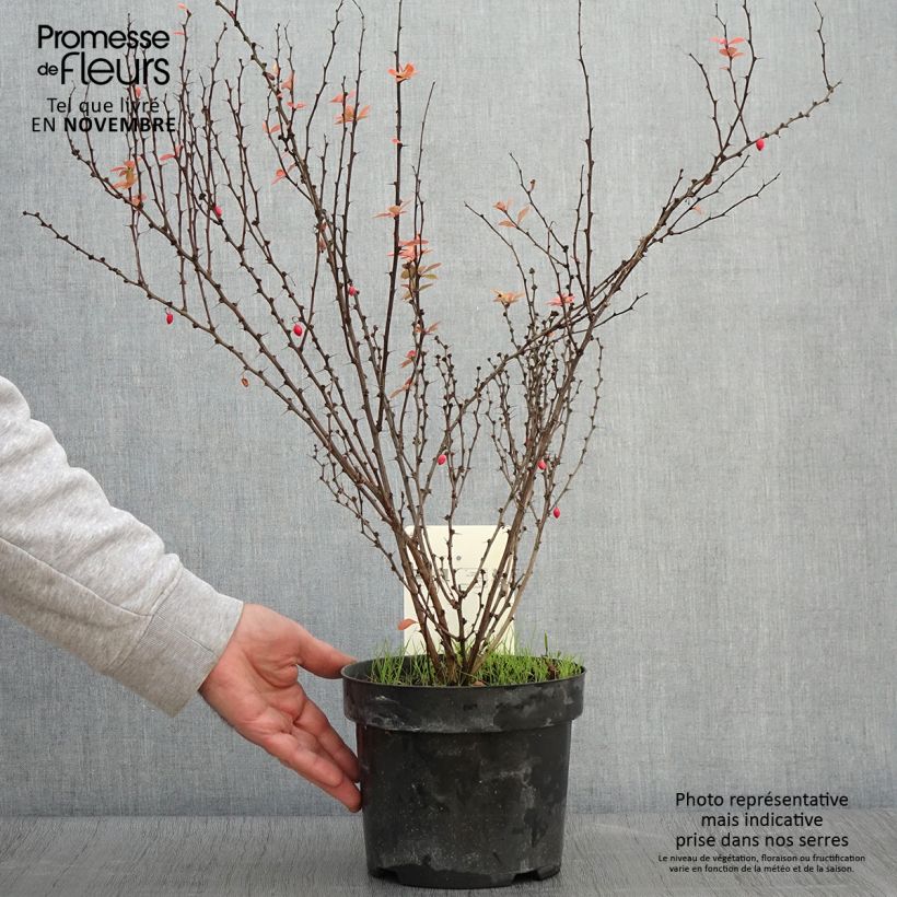 Spécimen de Berberis thunbergii Golden Rocket - Epine-vinette  Pot de 2L/3L tel que livré en automne