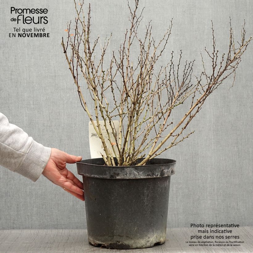 Spécimen de Berberis thunbergii Golden Rocket - Epine-vinette  Pot de 7,5L/10L tel que livré en automne