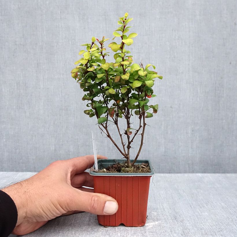 Spécimen de Berberis thunbergii Golden Torch - Epine-vinette Godet de 8/9 cm tel que livré en automne