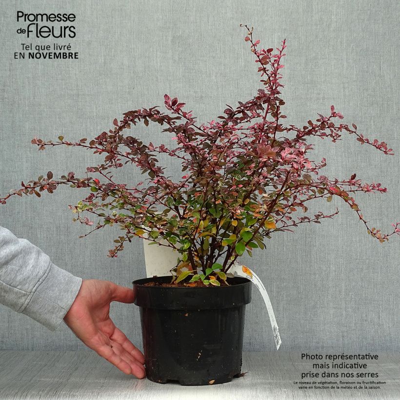 Spécimen de Berberis thunbergii Harlequin - Epine-vinette Pot de 2L/3L tel que livré en automne