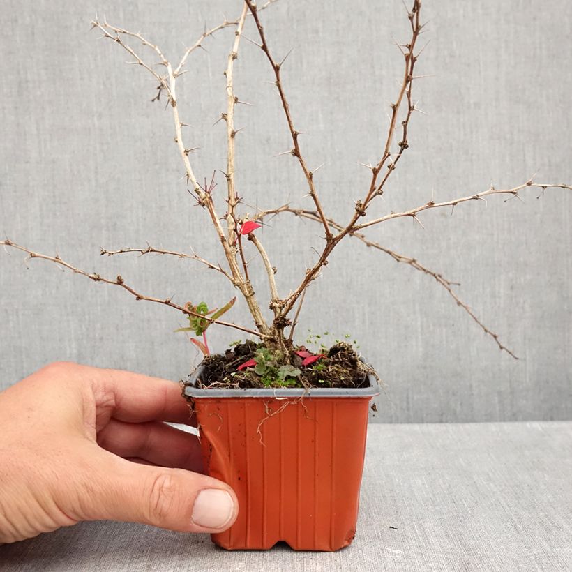 Spécimen de Berberis thunbergii Kelleriis - Epine-vinette Godet de 8/9 cm tel que livré en automne