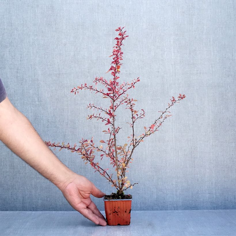 Spécimen de Berberis thunbergii Kelleriis - Epine-vinette Godet de 8/9 cm tel que livré en été