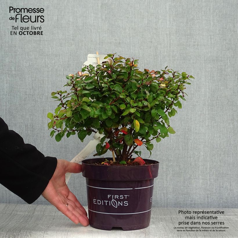 Spécimen de Berberis thunbergii Limoncello - Epine-vinette Pot de 3L/4L tel que livré en automne