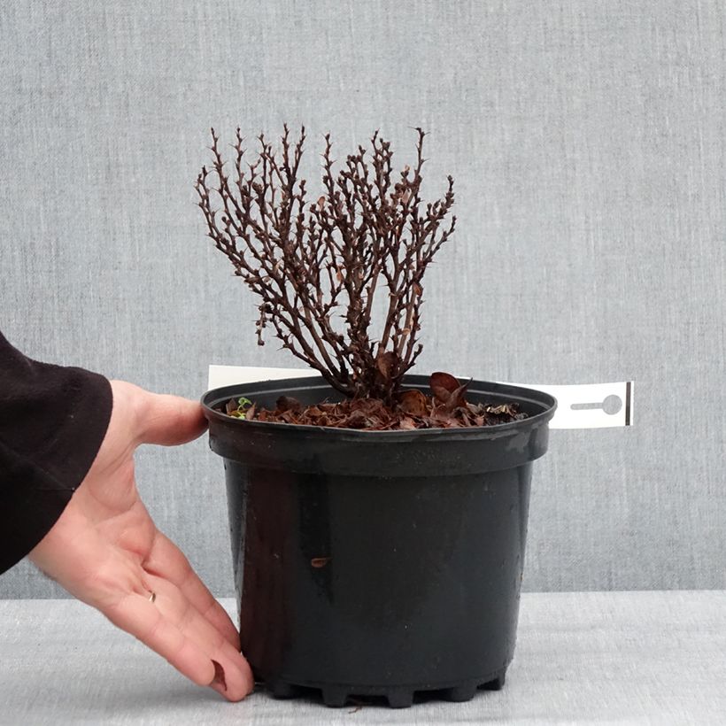 Spécimen de Berberis thunbergii Lutin Rouge -  Epine-vinette naine Pot de 2L/3L tel que livré en hiver
