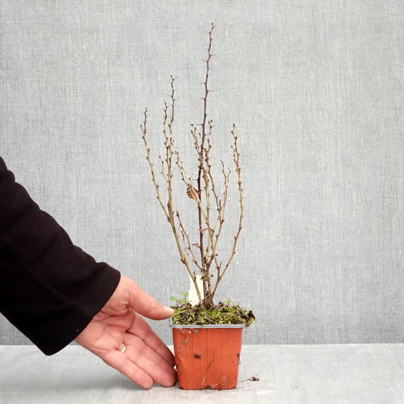 Spécimen de Berberis thunbergii Maria - Épine-vinette Godet de 8/9 cm tel que livré en automne