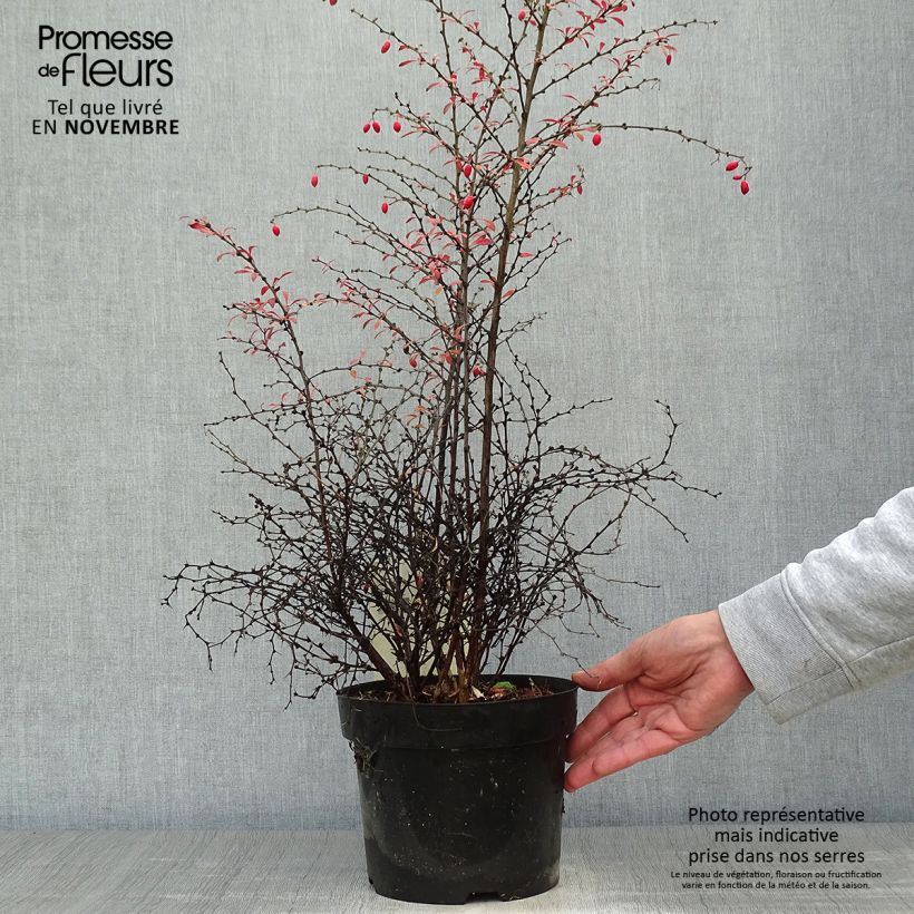Spécimen de Berberis thunbergii Orange Dream Pot de 2L/3L tel que livré en automne