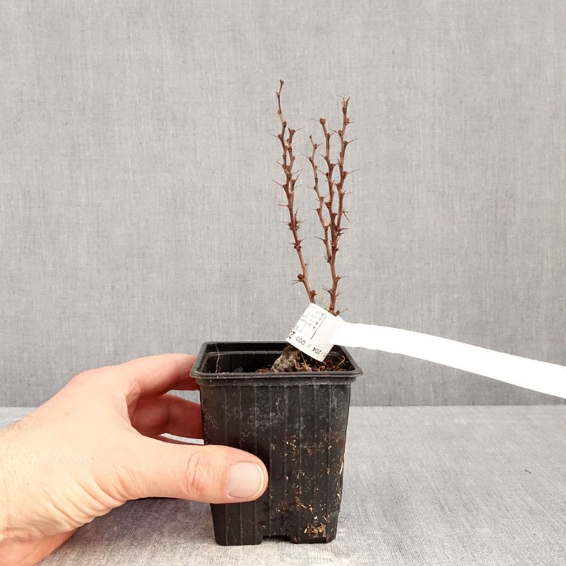 Spécimen de Berberis thunbergii Orange Torch - Epine-vinette Godet de 8/9 cm tel que livré en hiver