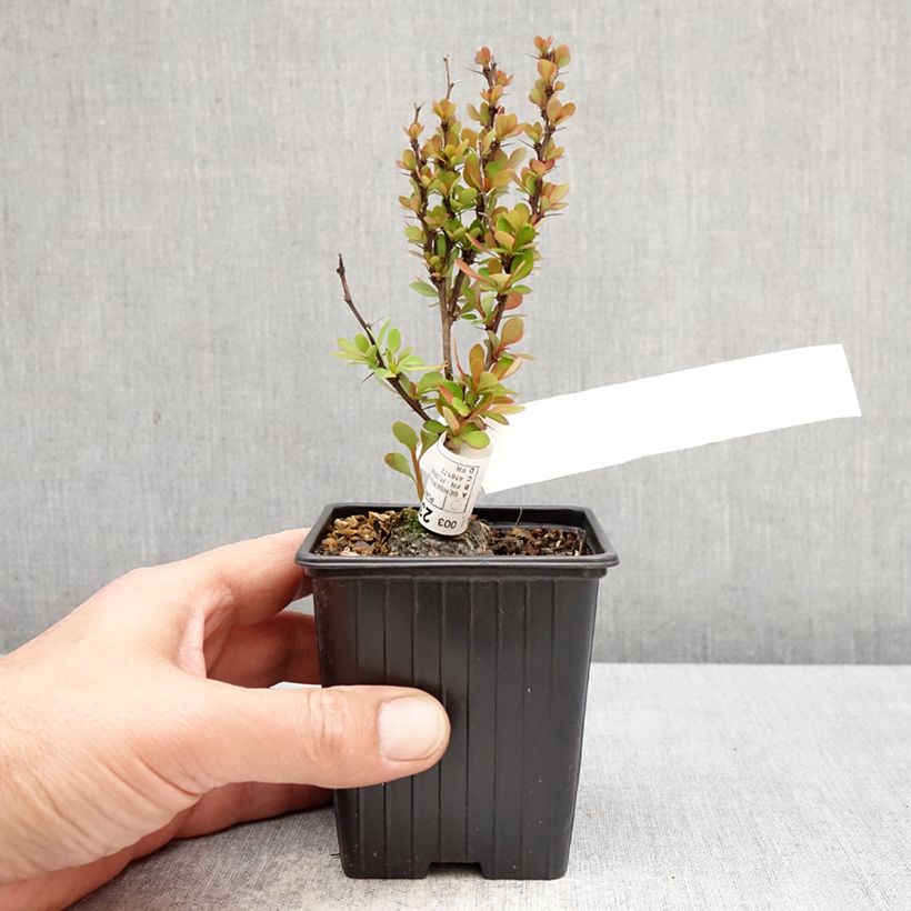 Spécimen de Berberis thunbergii Orange Torch - Epine-vinette Godet de 8/9 cm tel que livré au printemps