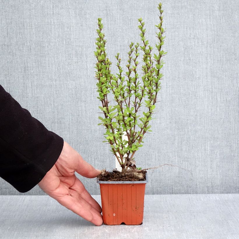Spécimen de Berberis thunbergii Powwow - Epine-vinette Godet de 8/9 cm tel que livré au printemps