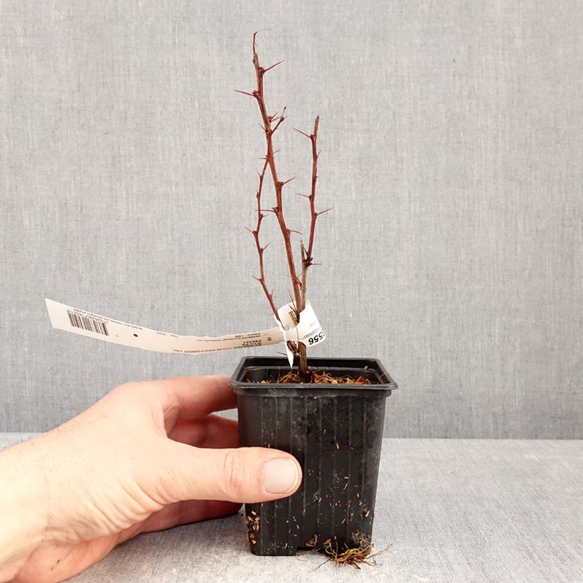 Amostra de Berberis thunbergii Red Torch Vaso de 8/9 cm tal como entregue no inverno