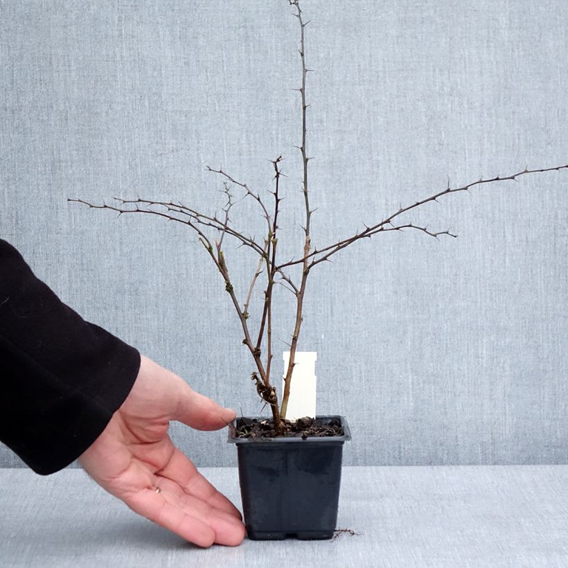 Spécimen de Berberis thunbergii Rosy Glow Godet de 8/9 cm tel que livré en hiver